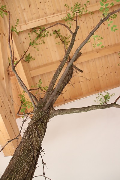 Unsere naturbelassene Garderobe - il ns. albero come appendiabiti